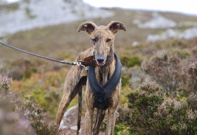 arthurgalgo:amongst the bilberries