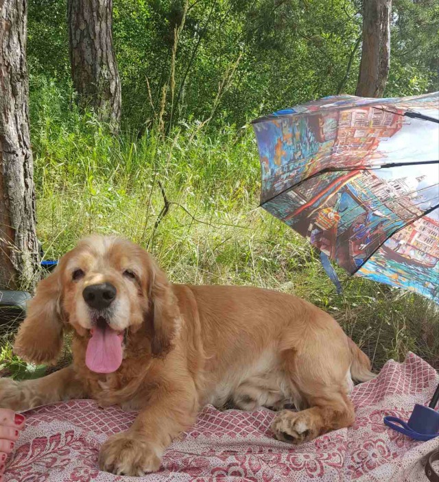 Наш коккер Лаки❤️🐾