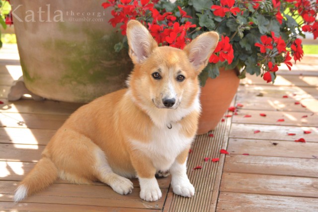 katlathecorgi:🌹🌹🌹