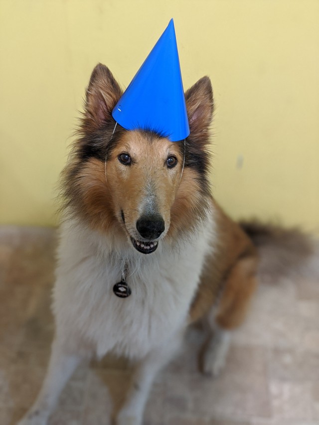 snoots-and-wiskers:Birthday boy with his birthday hat that got a bit squashed 🎂