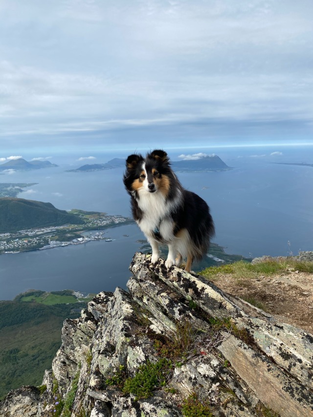 zeldathesheltie:Mountain goat