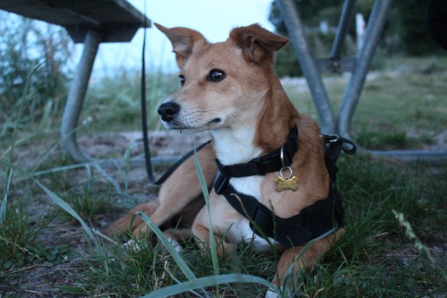 usagi-the-bunny-dog:Some pics of Usagi from our horse-wagon camping trip, she finally got to…