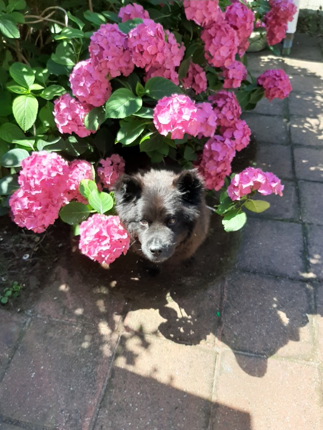 mika hiding in the flowers