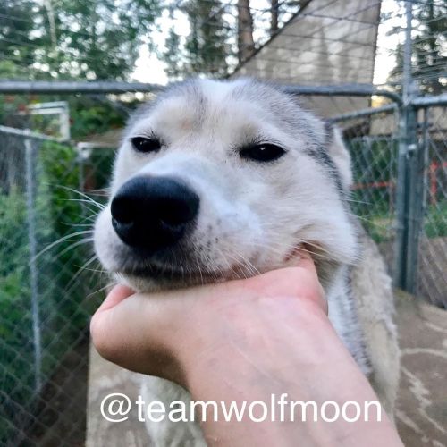 wolfmoonjournal:

Ducati enjoys chin scratches!
#lifewithdogs…