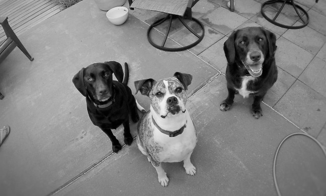 Kadie, Chance, Chase.