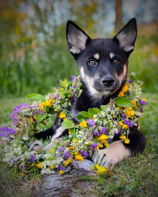 justslowdown:Lapponian herder puppy by Carin Söderback