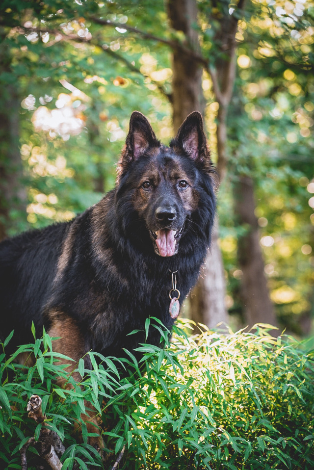 floofboof:Exhibit A: A Good Boy