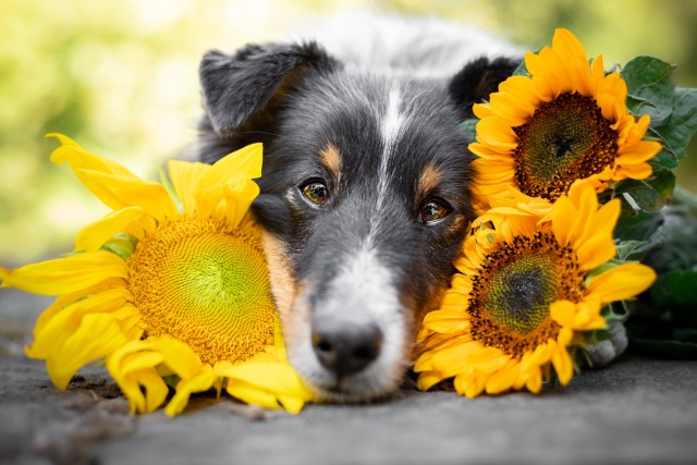 sammythesheltie:If Sammy would be a flower, I think he would be a sunflower ❤.