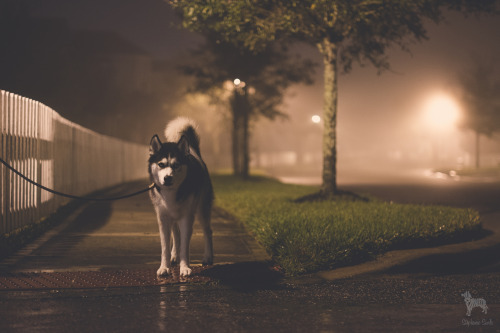 Hello all you HandsomeDogs! Its almost BARKTOBER
Does your pooch…