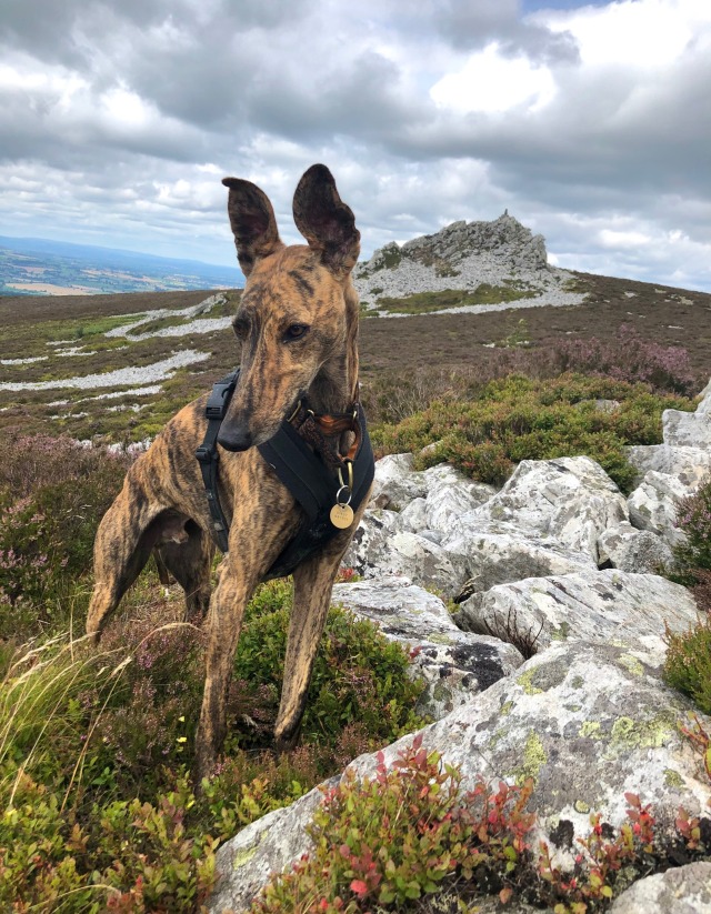 arthurgalgo:A kestrel watches the kestrels