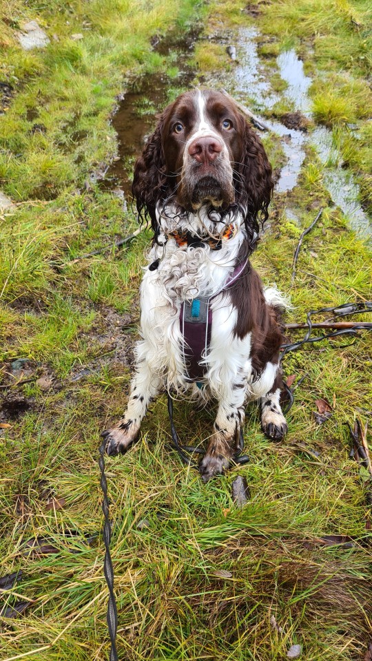 fidgetspringer:One of us LOVES mud season, the other not so much. You’ll never guess which it…