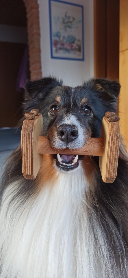 sammythesheltie:Holding the dumblell? No problem 🐶!