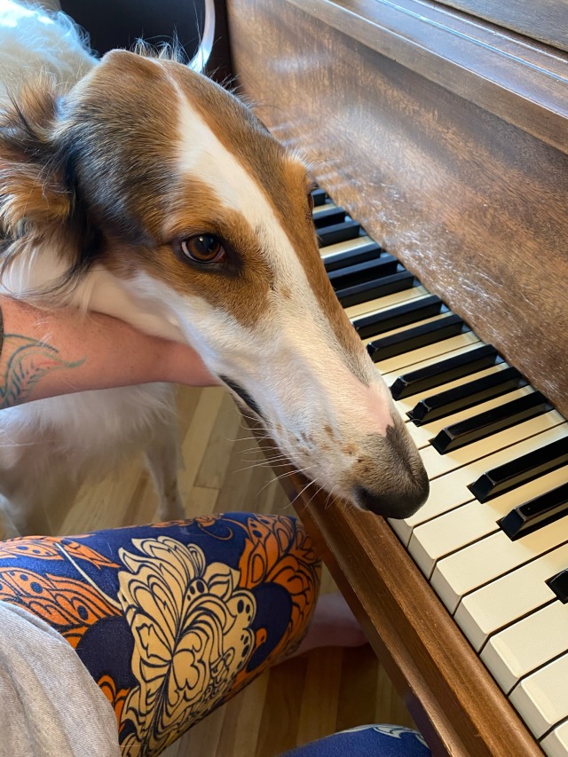 theborzoiarebackintown:Charlie doesn’t like it when I play piano, he’d prefer I be petting him at…