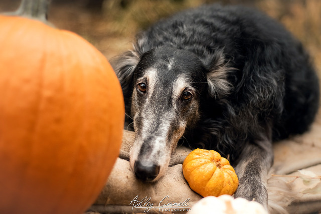 bandizoi:Bandit and his pumpkins 🎃❤️