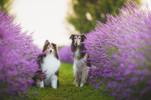 ofcarnivora:
Sure, the sheepdog’s sit-stay is worst than the…