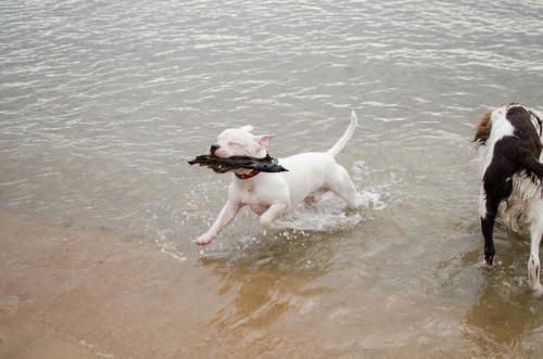 sidetongue:a little man with a big stick 