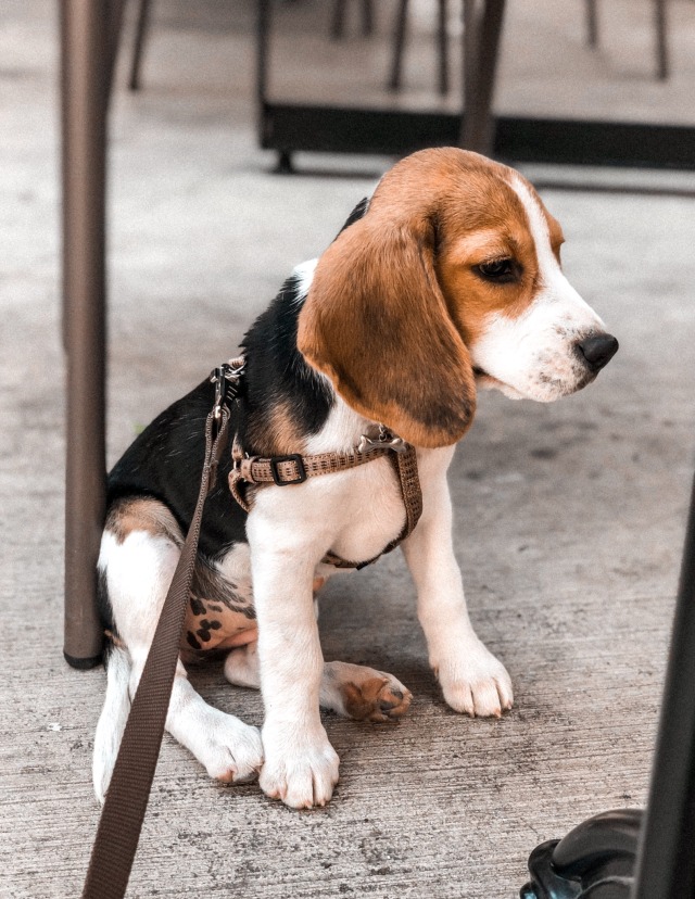 assi-thebeagle:Puppy love