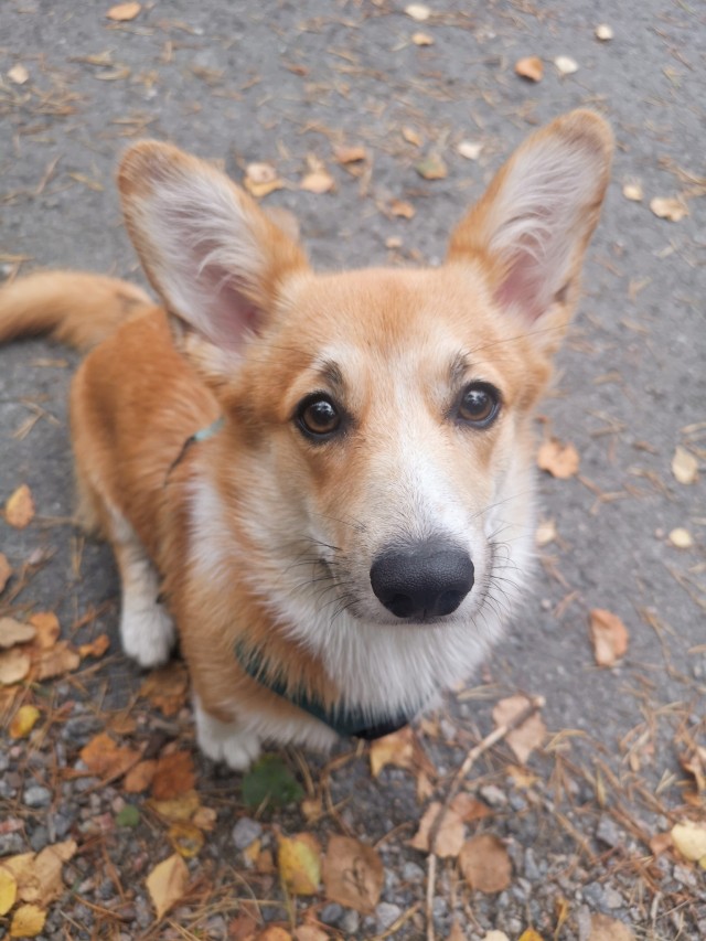 katlathecorgi:Autum edition 🍁 🍂