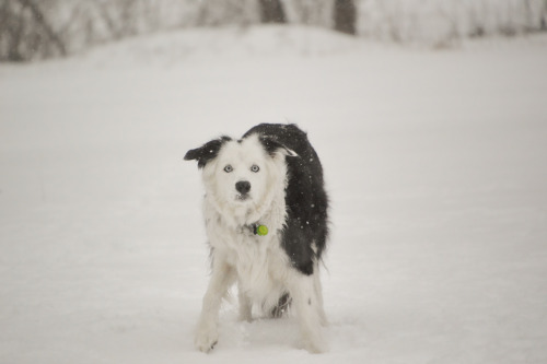 haleybreen:

hello voidguess which very good boy turned 11 april…