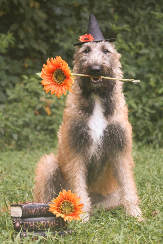 thedoomydogs:tomorrow is the first day of fall, idc what the calendar says