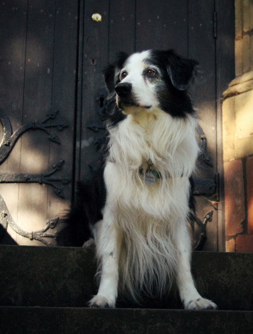 megpricephotography:

Wise old fellow. 