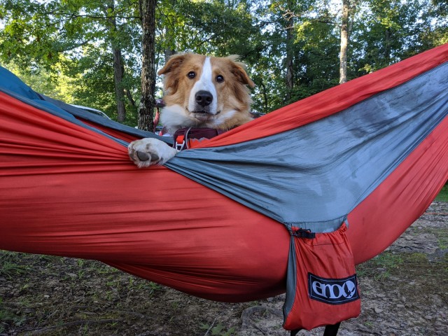 snoots-and-wiskers:We went camping this weekend and someone really liked the Eno