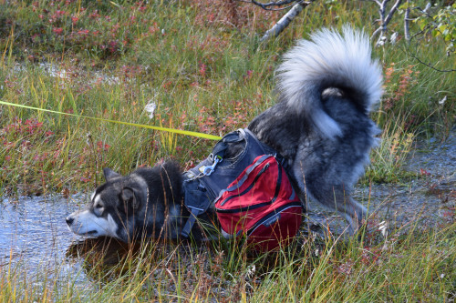 my-kbd-and-mal:

Get your dog a backpack, they said. He will…