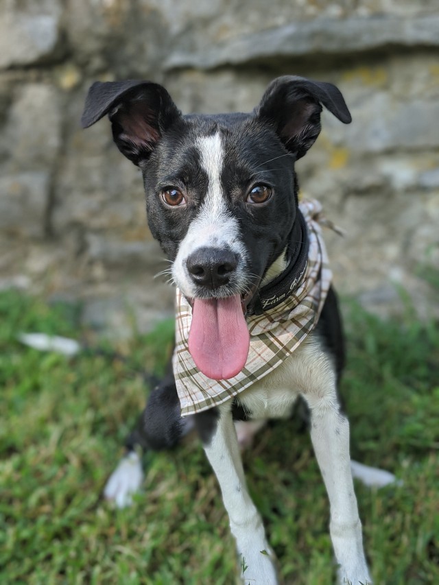 smokymtnmutt:I thought I should introduce Moose – my lifeline ✨He’s a Border Collie mix (we…