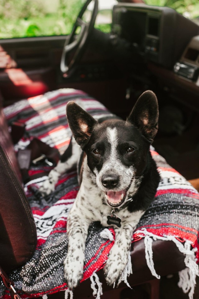 wulfwire:I bought a vintage Chevy and I think Booker likes it more than I do.