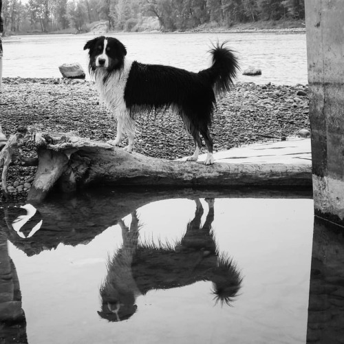 itsybitsyblitz:

handsome, even when sopping wet. 
📷:…