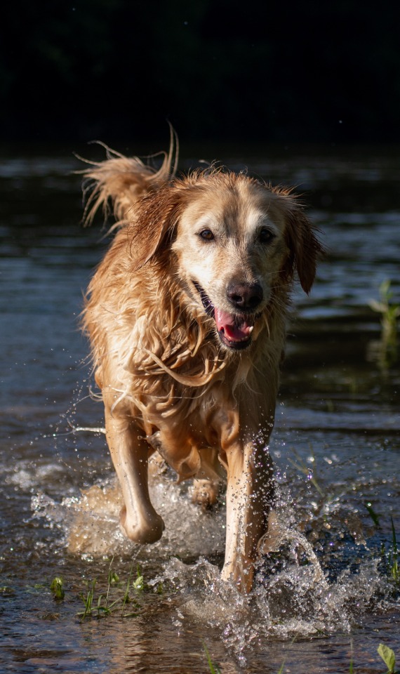 Leia at the river!! (@photosbykarmen)