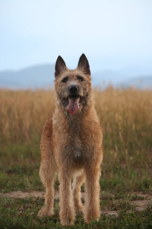 thedoomydogs:Imke Fan’e Rispinge, 13mo Belgian Laekenois (Photography by Pawkuna Matata Pet…