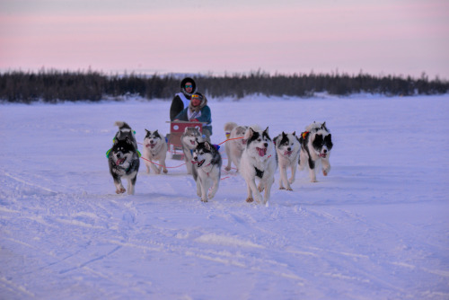 darkwood-sleddog:Images from the Ivakkak 2020, a dog sled race…