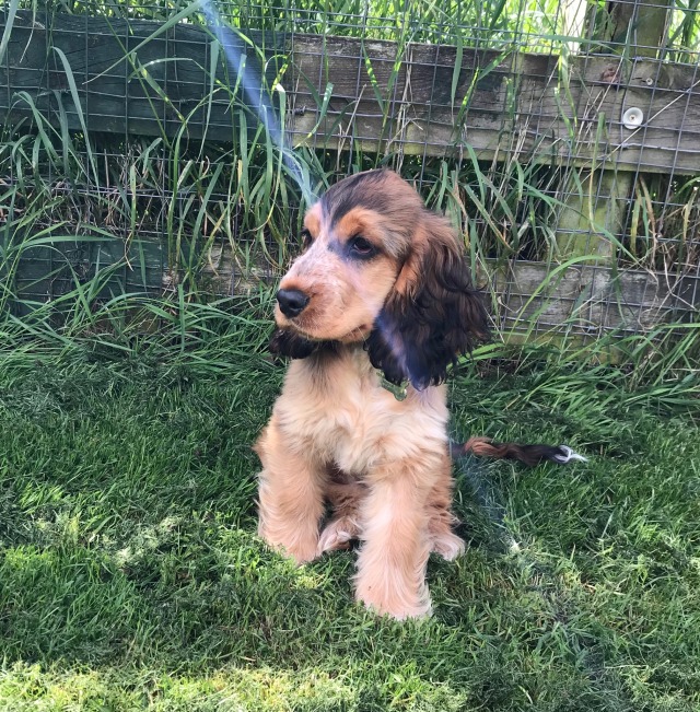 lizziethespaniel:Lizzie’s 4 months old now! She had so much fun at playgroup today, with her friends…