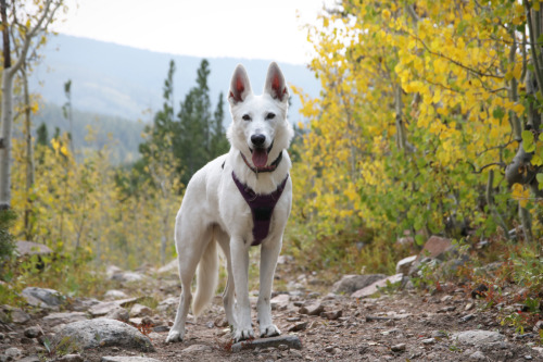 twobigears:

early autumn colors