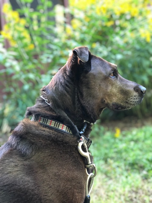 Governor. Chocolate Lab mix. 100% goober.