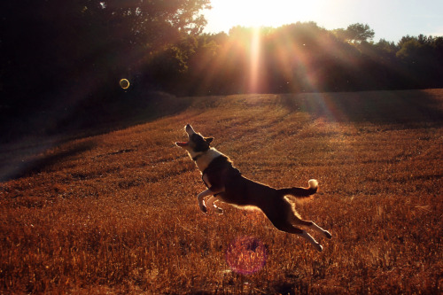 megpricephotography:Late summer walks with Flynn 