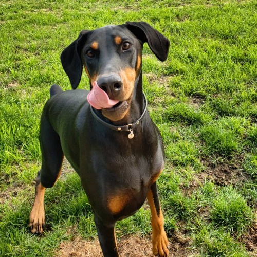 halodobe:

Crazy face ready to chase after her toy! ⚽️⚾️🏀🏐🏈😋