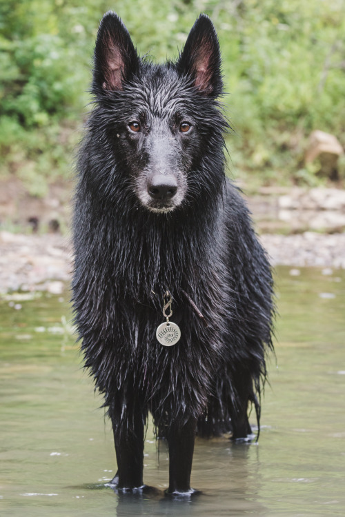 tundratails:

here he is! wet