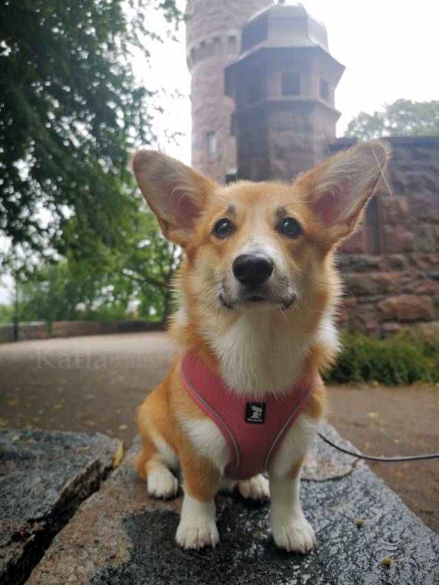 katlathecorgi:Rainy adventures 🌧️