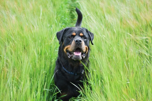 ollietherottweiler:

Ollie in a wheat field 