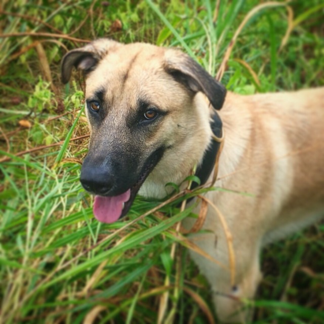 cult-of-dogs:A big handsome before the storm