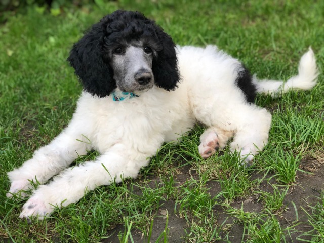 megthemixedbreed:handsome mud boy