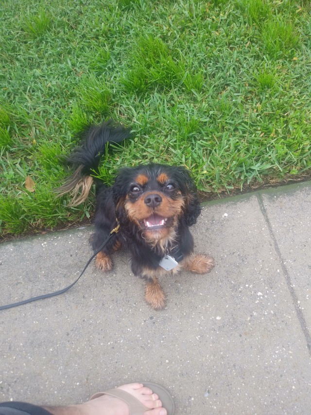 thelittlespanielthatcould:He’s just as wet and happy as any spaniel should be