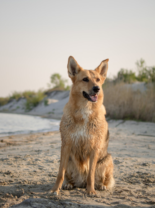 mav-adventurerinthenorth:

The happiest goose I ever did see