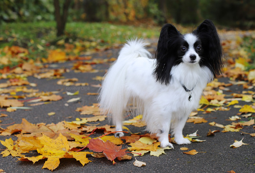 taffy-papillon:

Maple butterfly 
 ღ