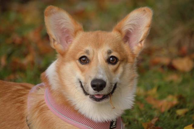 katlathecorgi:🍁🍂