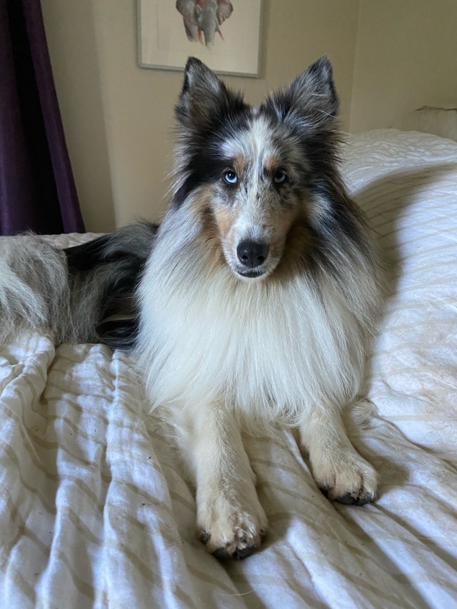 novathesheltie:Koa is 2 years old today!!