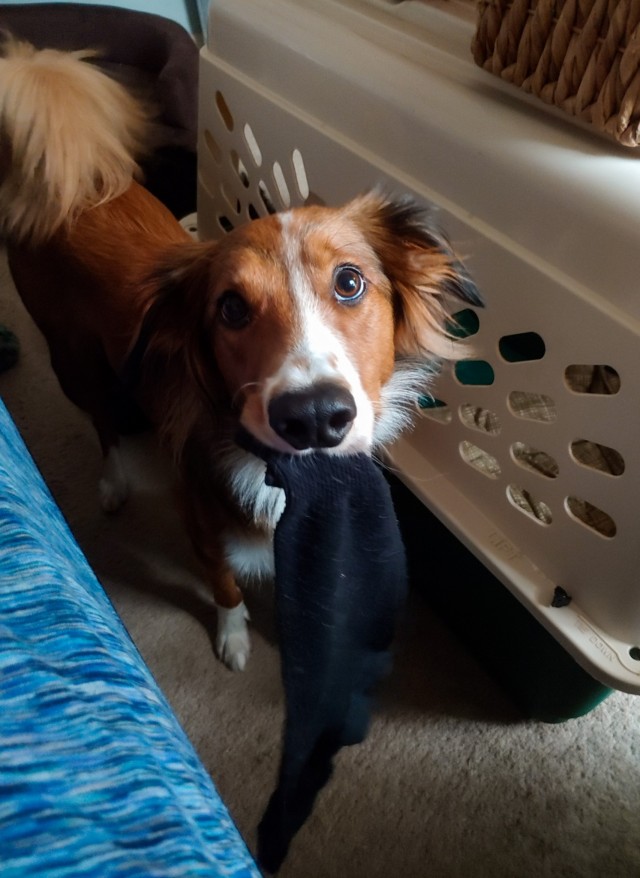 riley-coyotl:Look at the innocent angel face on this little sock thief!(She brought it to me and I…