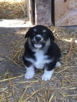 dudeandbug:Dude, in his smol potato stage